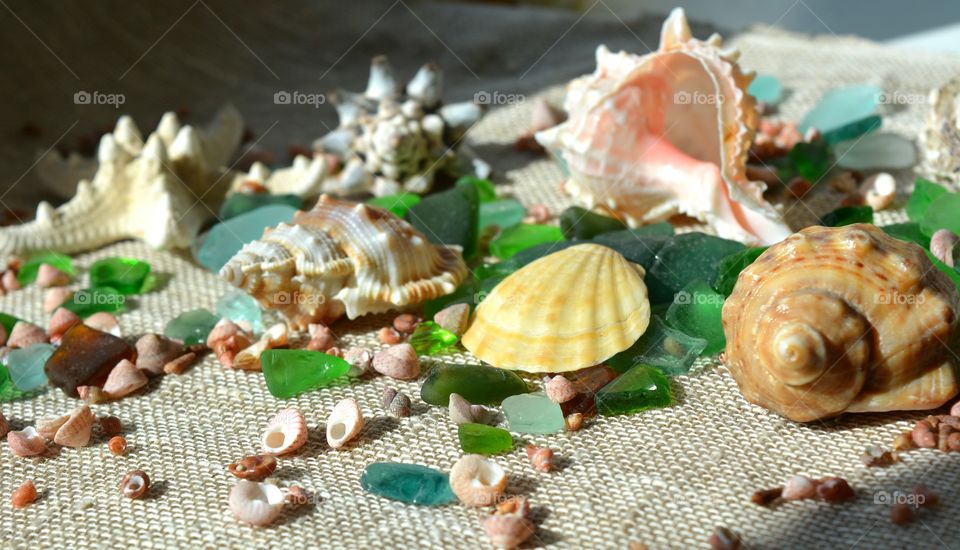 Seashell, Shell, Shellfish, Sea, Marine