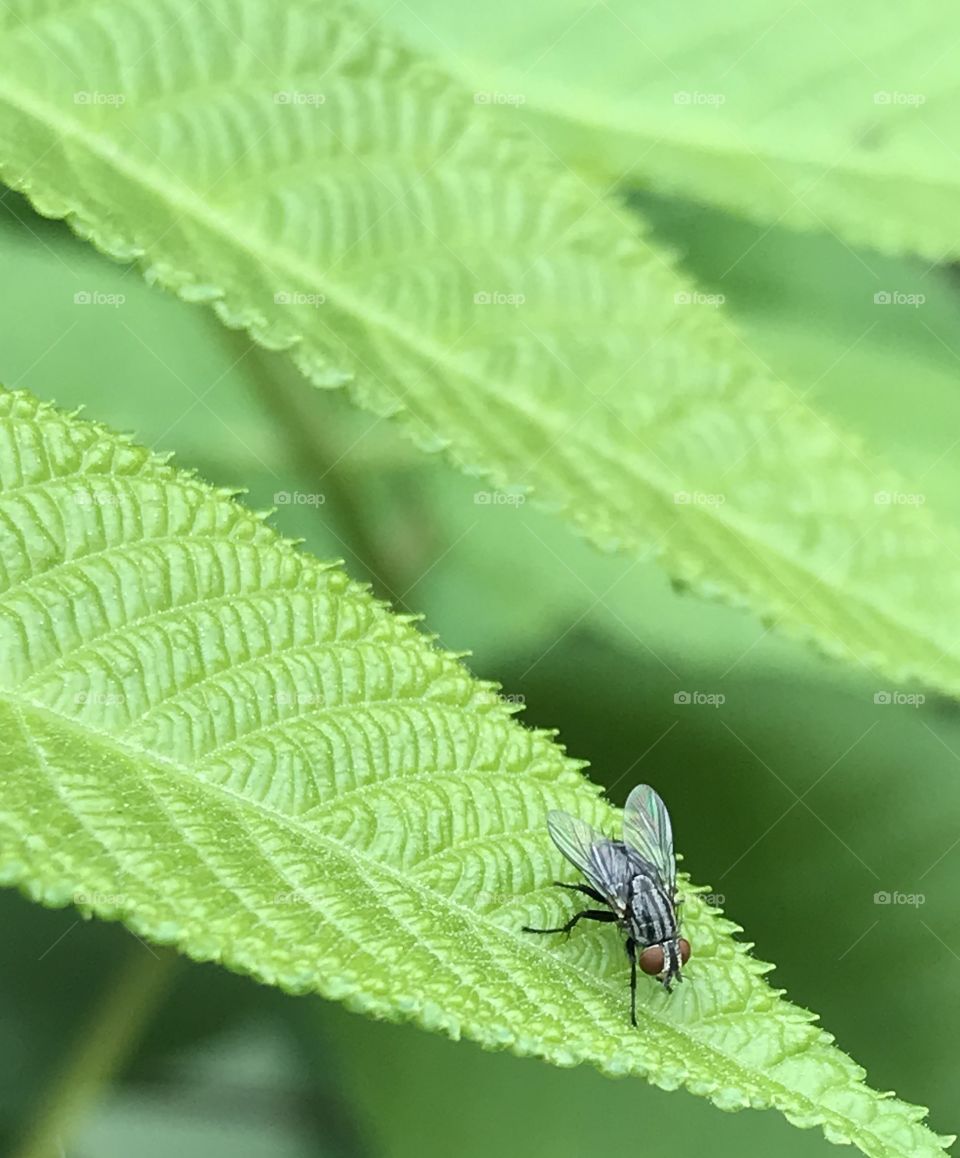 Fly on leaf 3. Unknown fly species. Ash tree sapling 