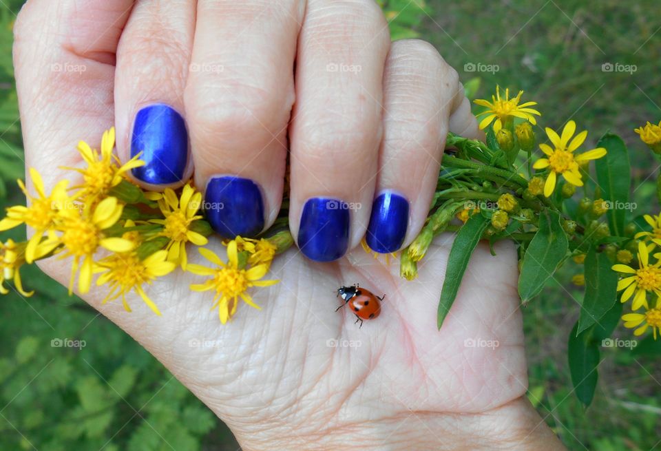 hand female and ladybug beautiful summer time