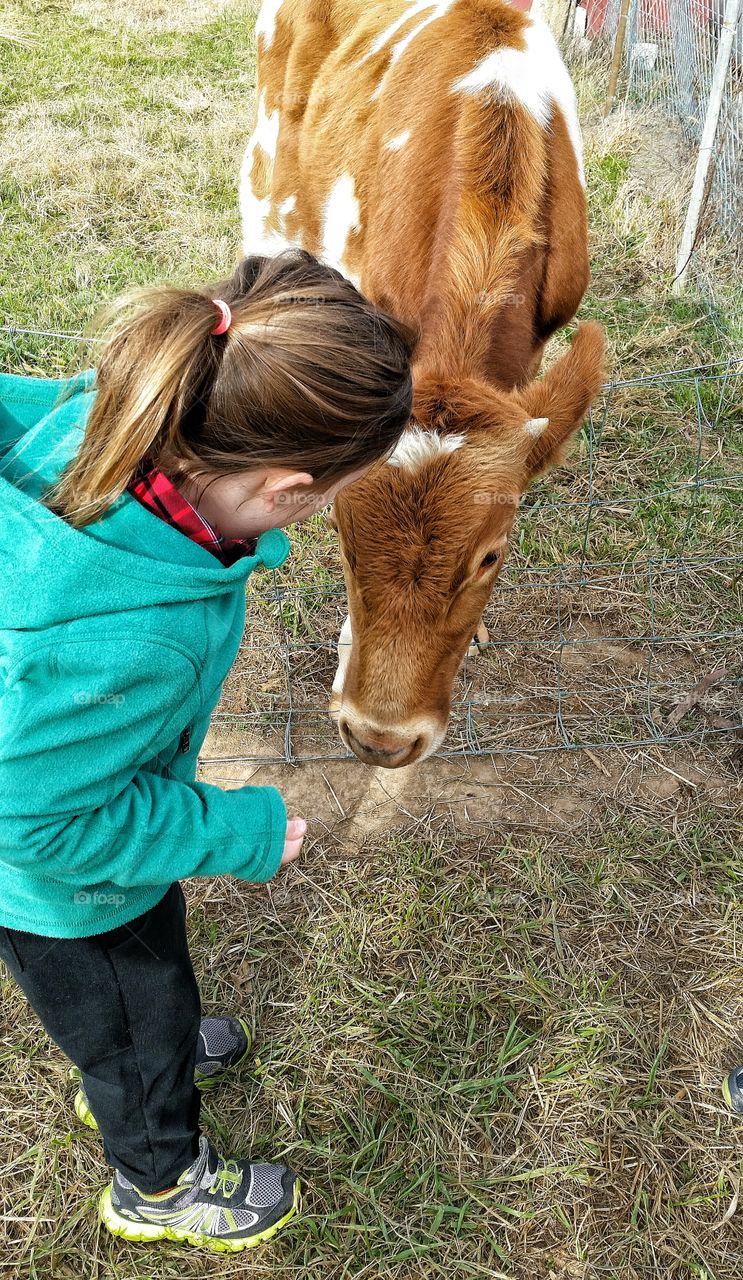 Visiting the Farm. Four year old checks out 3 month old calf