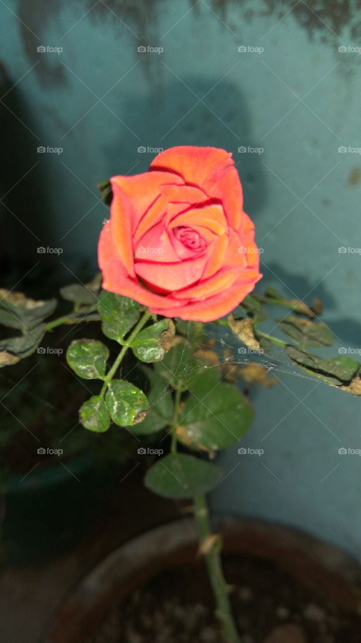 lovely beautiful red flower