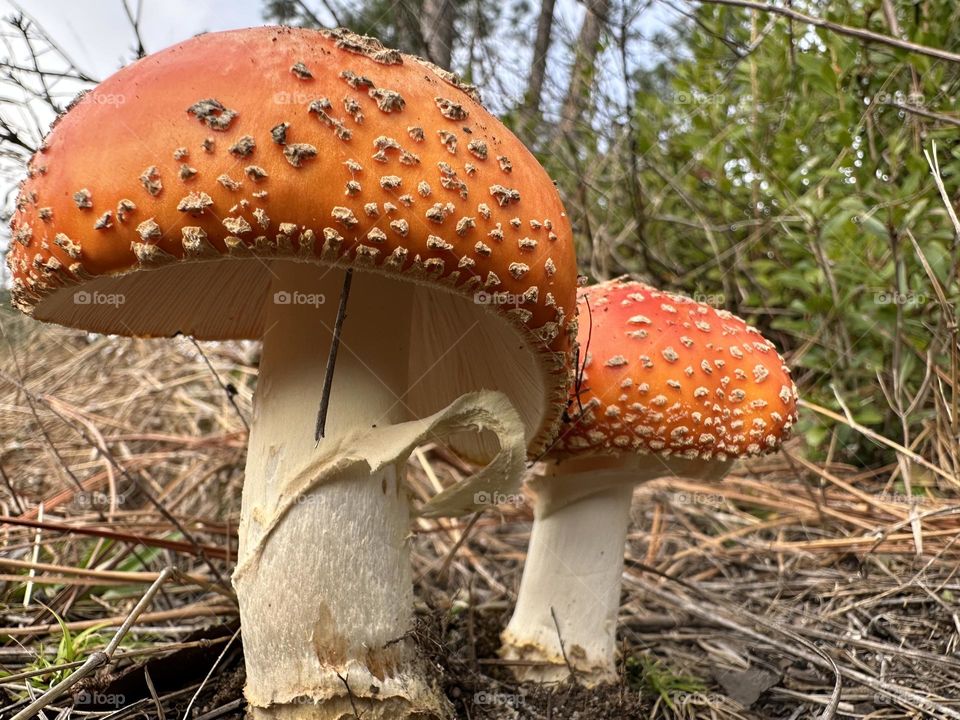 Fungus plant - This variety of the well known species Amanita mud aria is distinguished by its yellow to orange, rather than red, cap