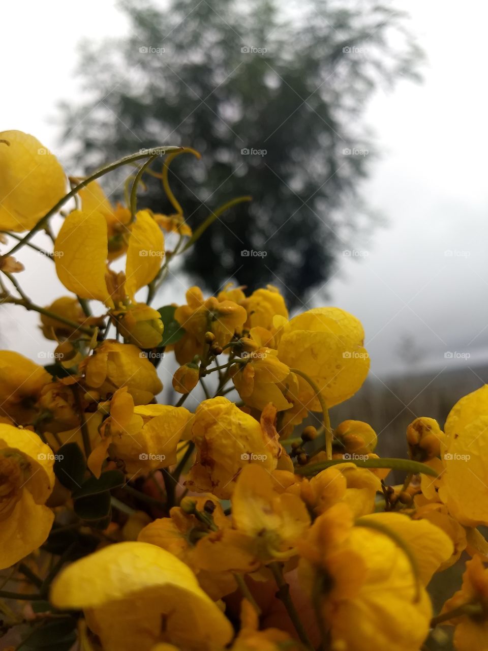 yellow flower ( Flores amarelas)