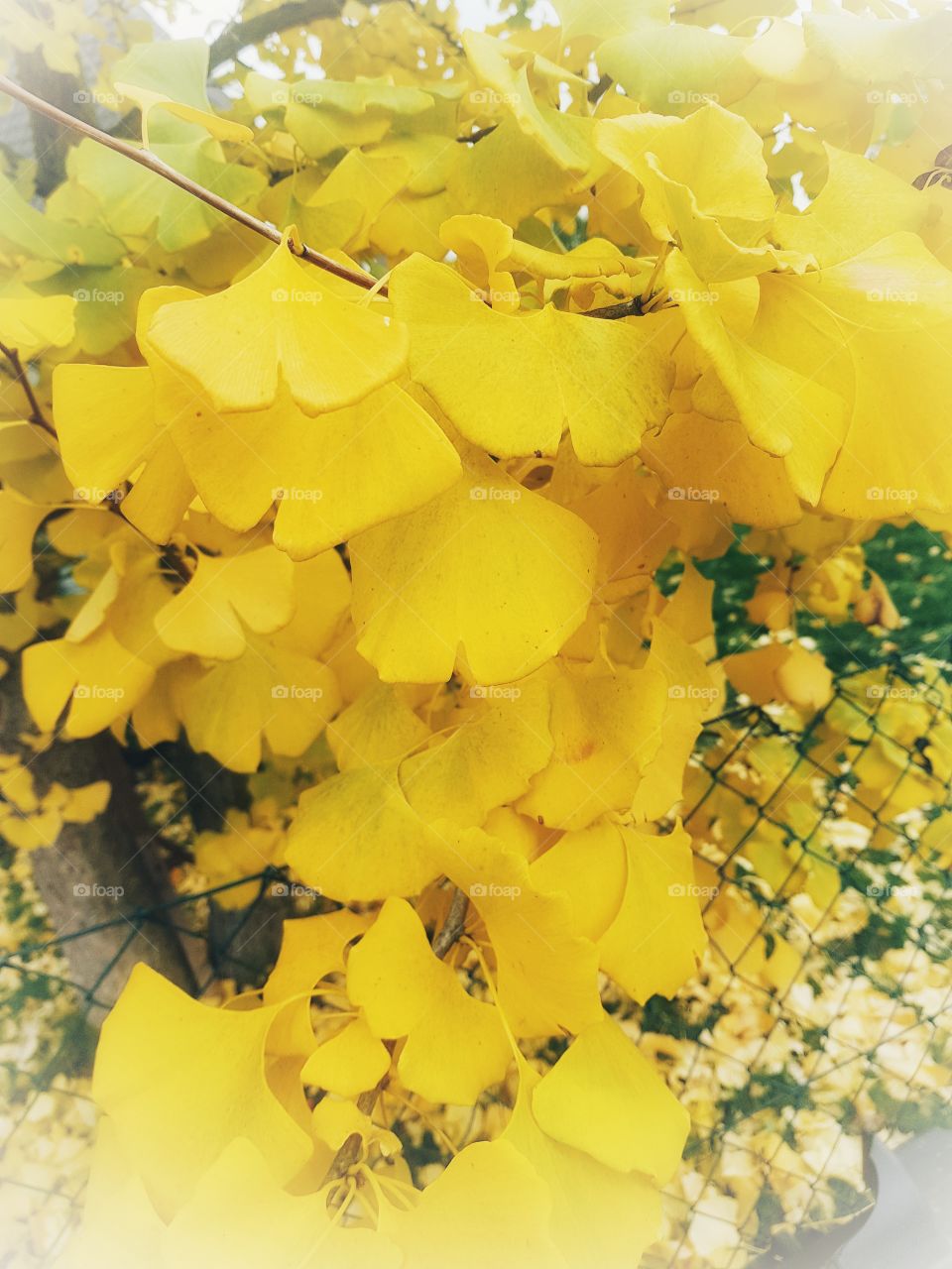 yellow leaves