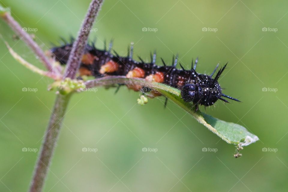 Black caterpillar on plant