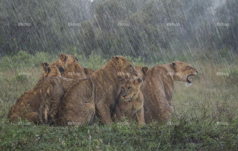 Lions on the rain