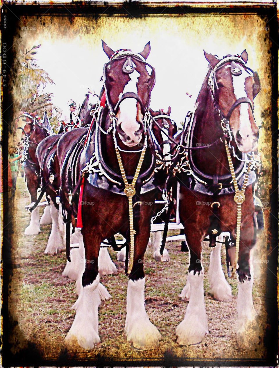 Clydesdale horses