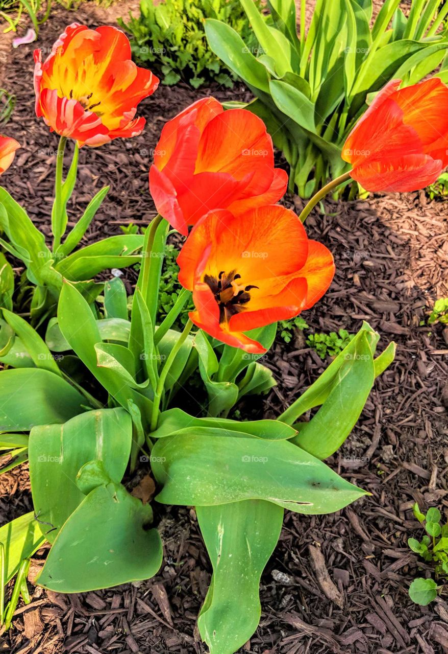 tulip