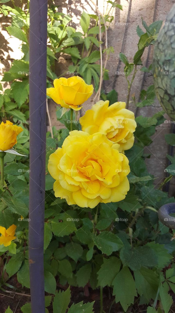 beautiful yellow roses blooming in the desert