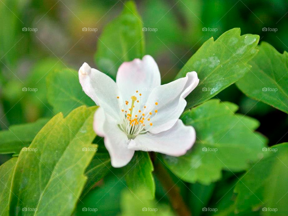 Small white flower