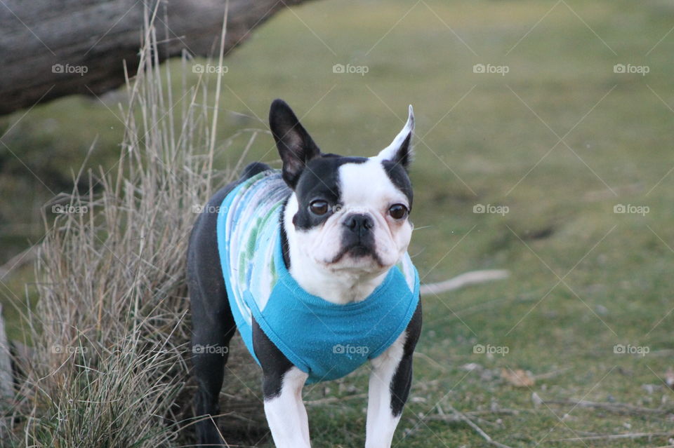Another day at the beach with pups but this time some beautiful late afternoon winter sun warmed us while we took in the views. My wussy Boston Terriers hate getting cold so they had their shirts on when clambering around on the driftwood.
