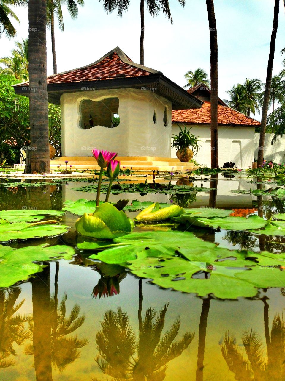 A beautiful lotus on pool of water in front of pavilion.