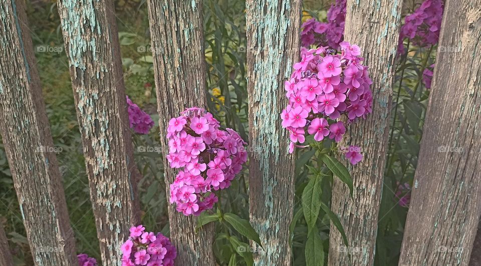 flowers and fence