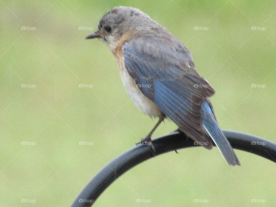 Female Bluebird
