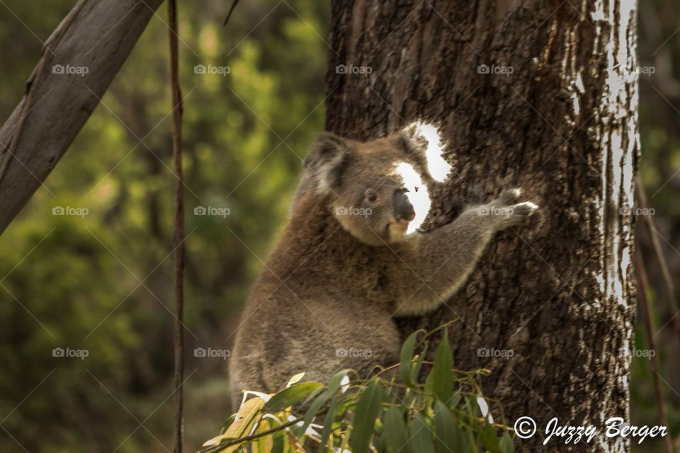 Cape Otway, Great Ocean Road, VIC, Australia. 