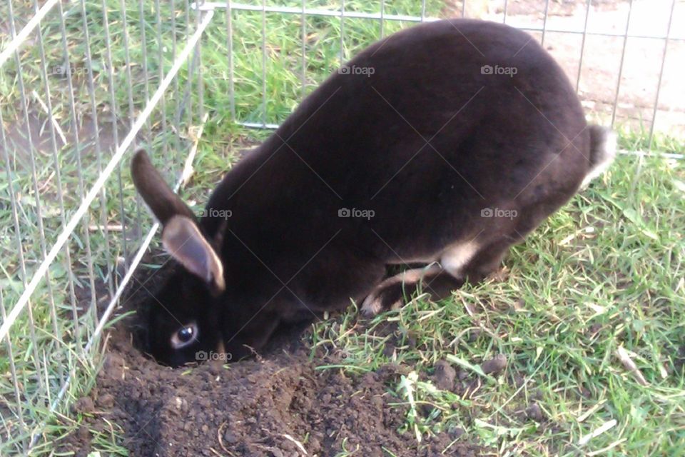 My rabbit digging a hole in the garden