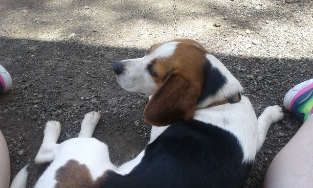 Beautiful beagel!