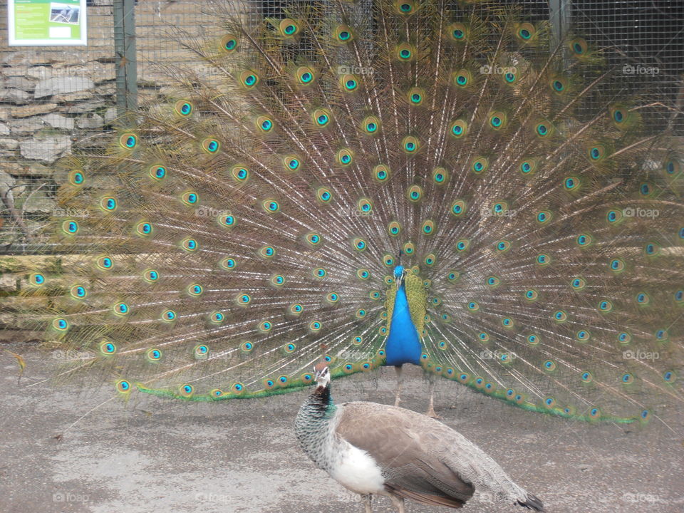 Peacock And Hen