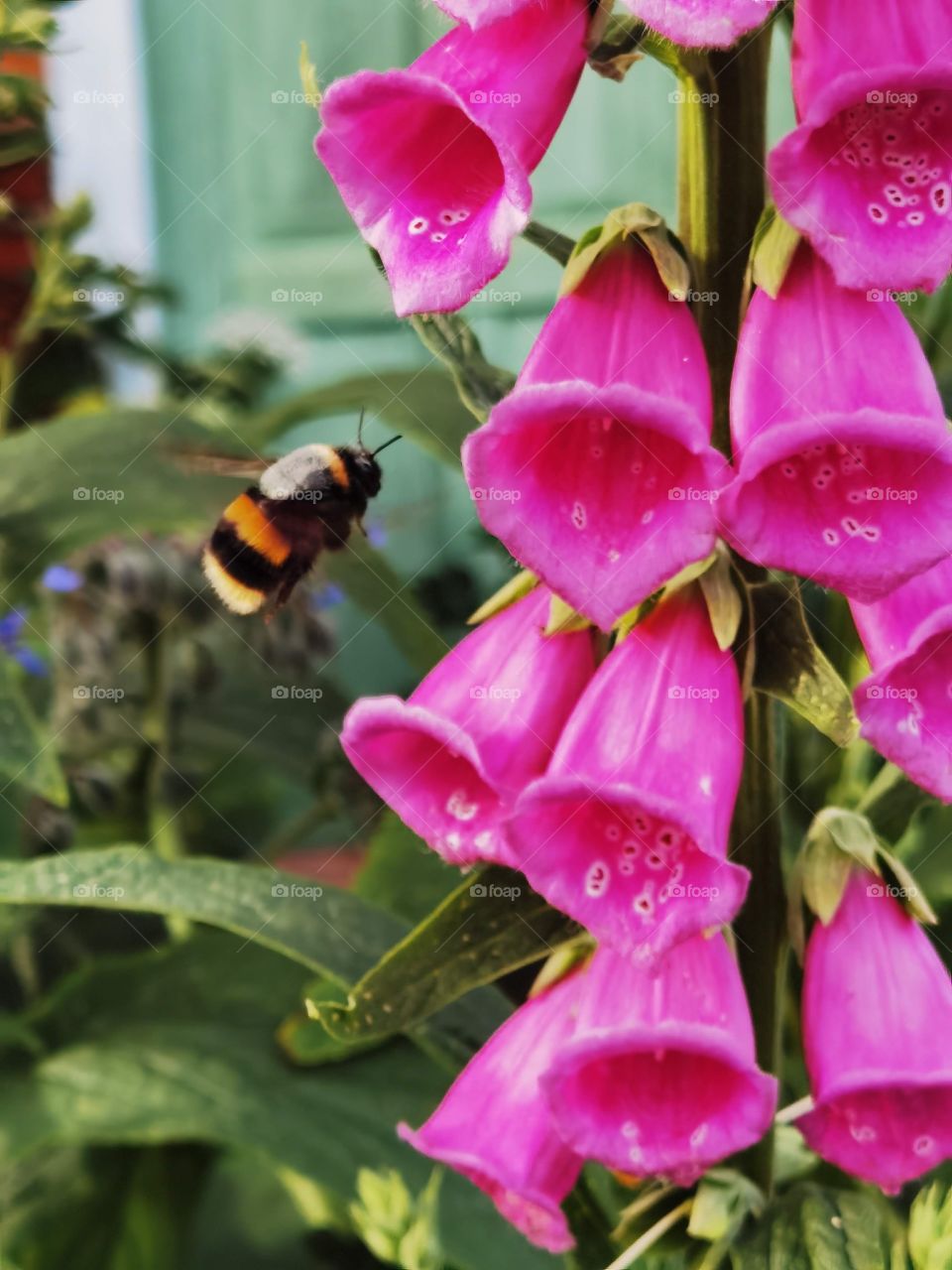 bee on foxglove
