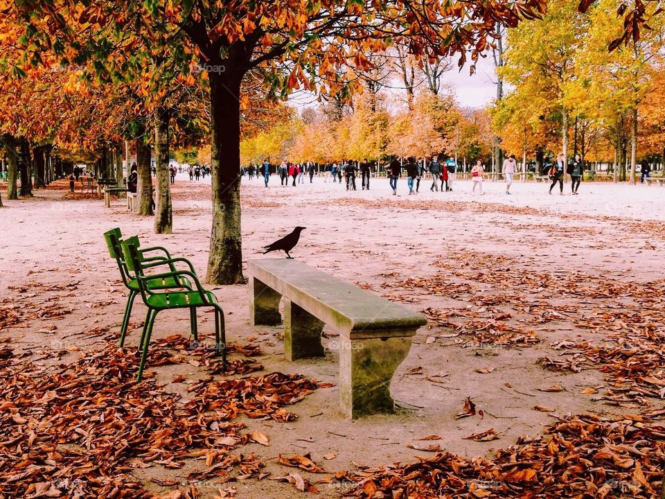 Black bird watching people in the park in Paris.