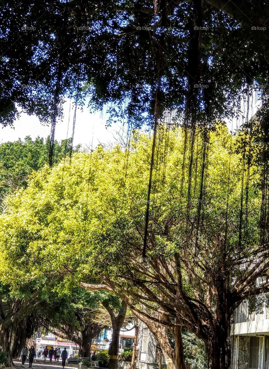 In spring, the bright green tree looks so fresh and vivid, feel the spirit of spring, plus the front of another tree's aerial root that scenery is beautiful and attractive.