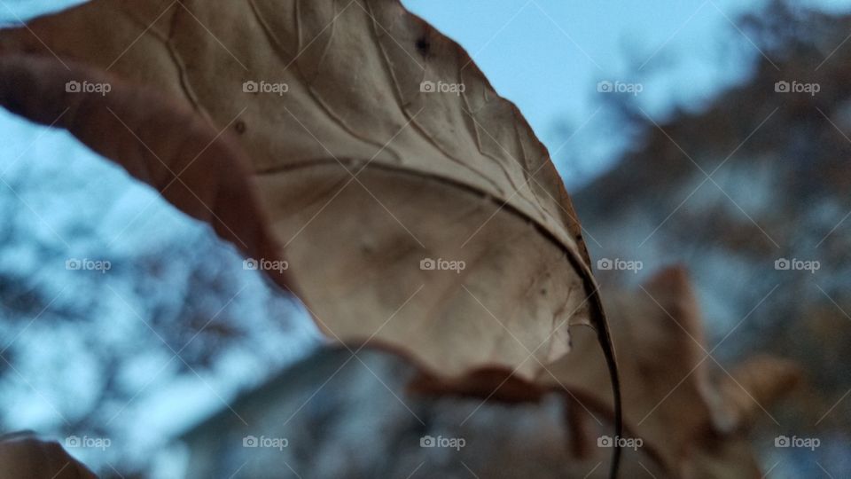 a fall leaf