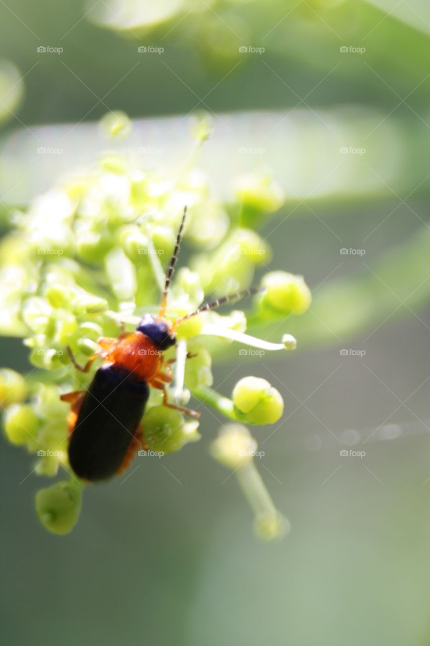 Beetle on plants