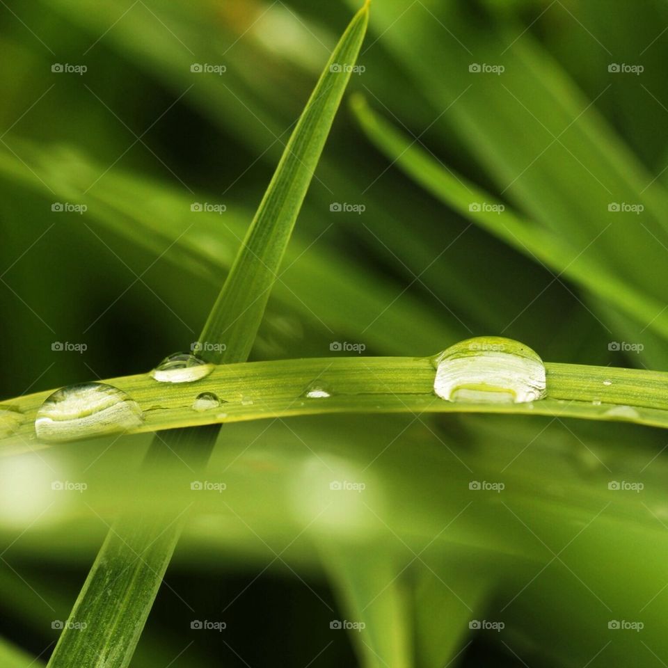 Grass with raindrops