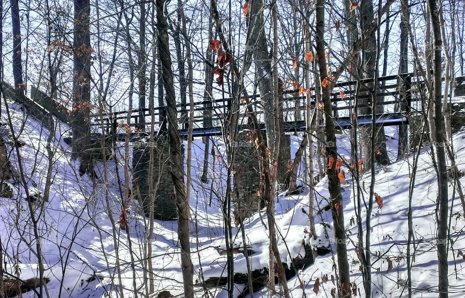 Bridge in the Woods