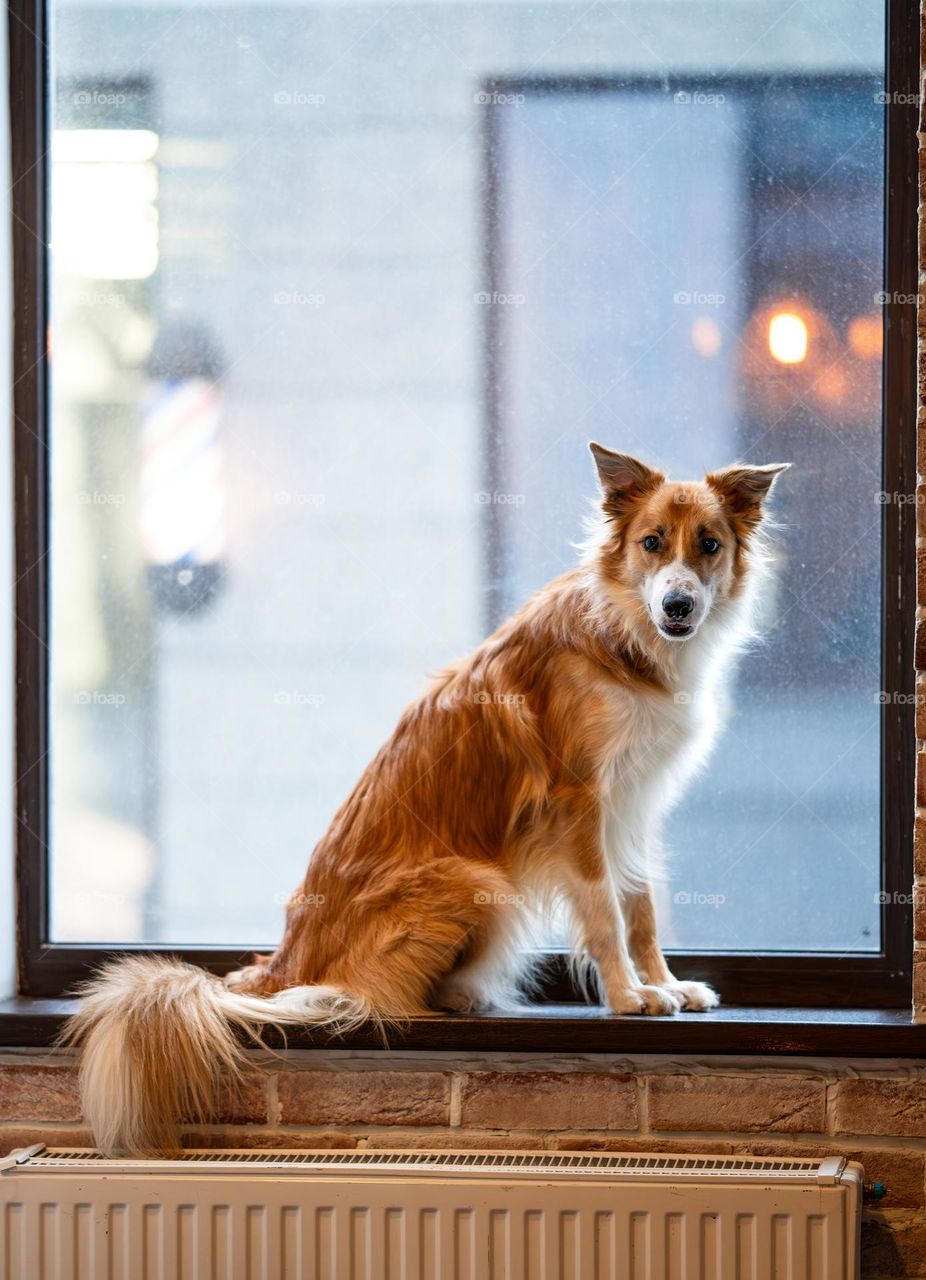 Cute dog sitting on the window. Full body portrait of border collie