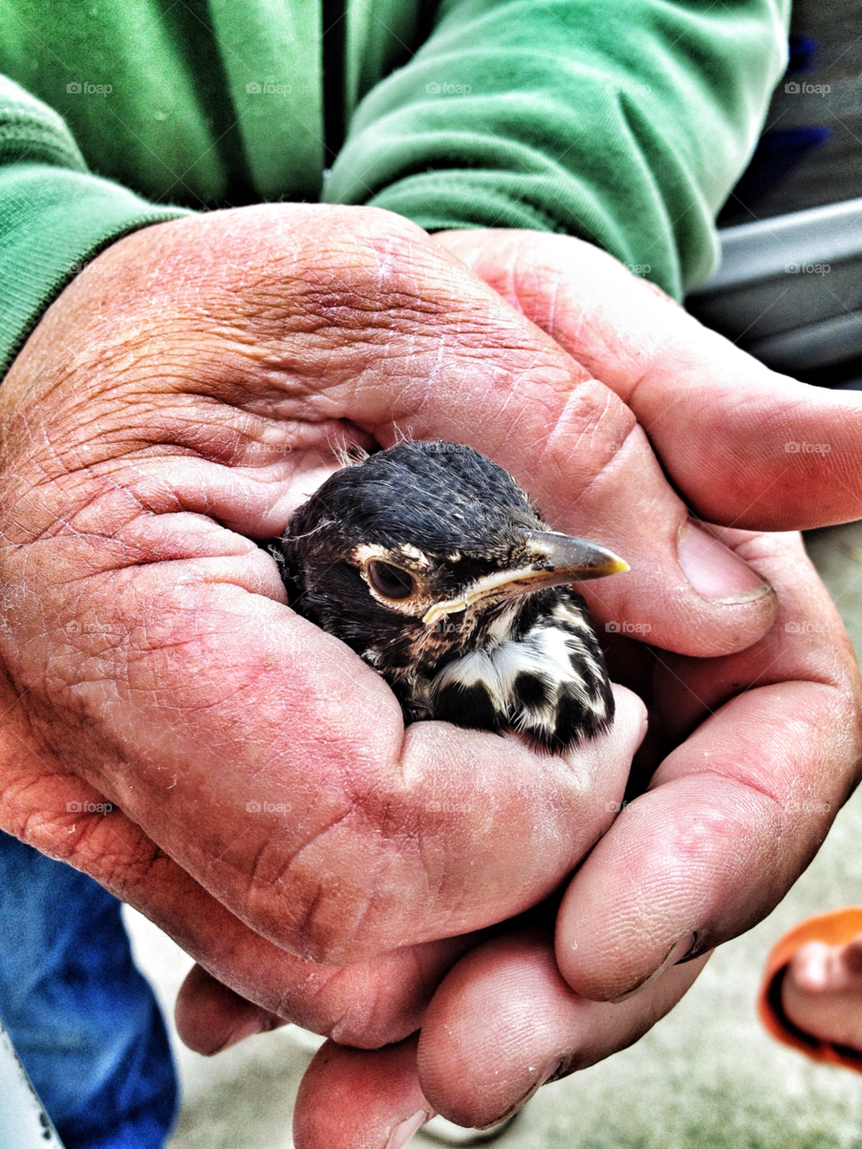 baby hands man bird by somebeach