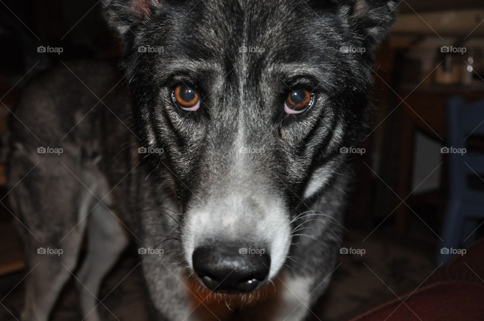 Close-up of a husky looking at camera