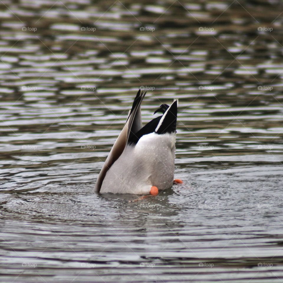 There has to be fish down here, 🦆