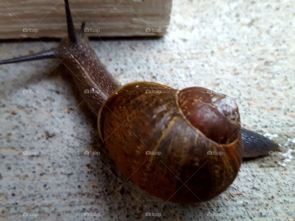 snail