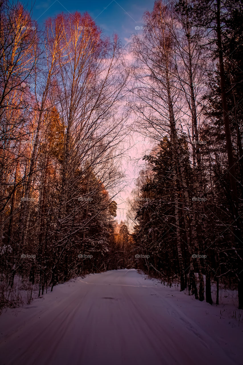 Silence and Peace of the Forest