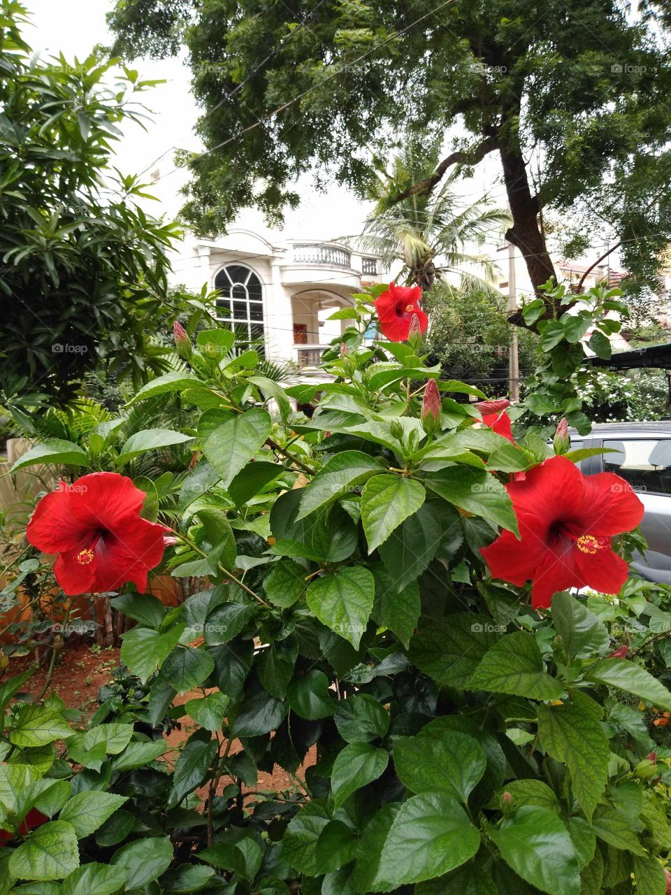 beautiful red hibiscus flowers and buds in my home garden