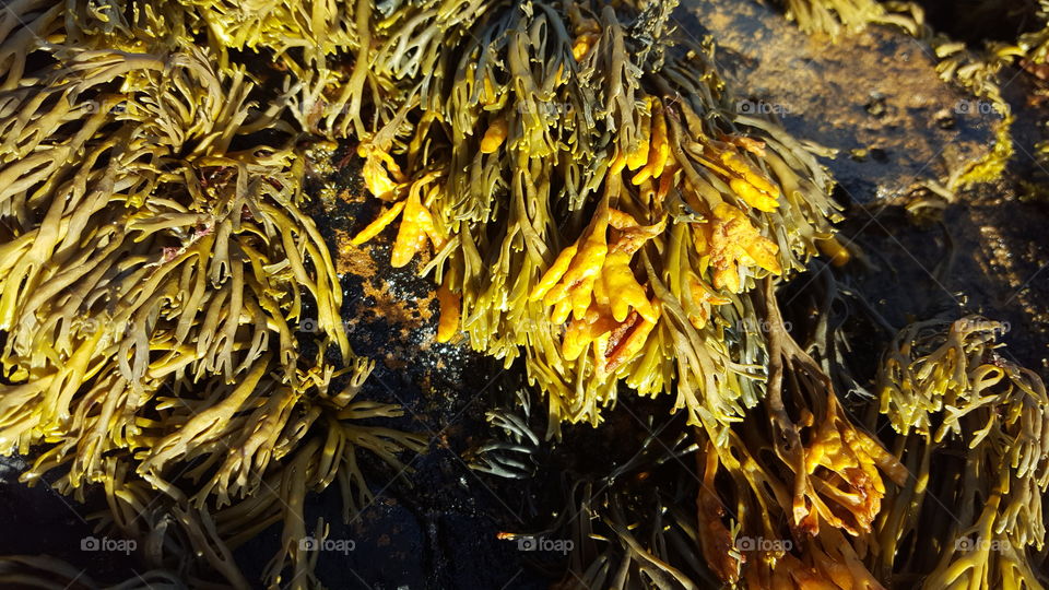 seaweed