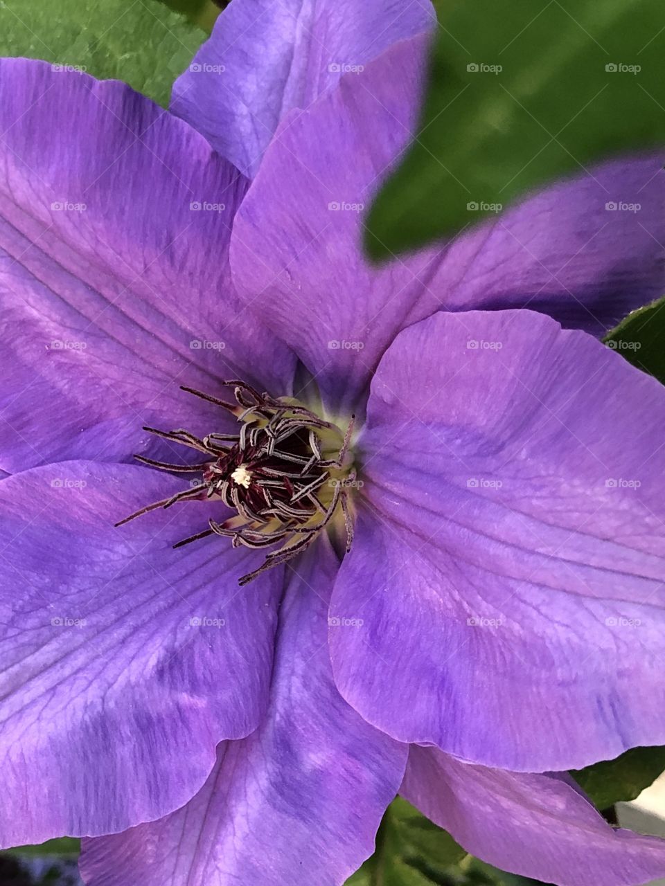 Clematis 