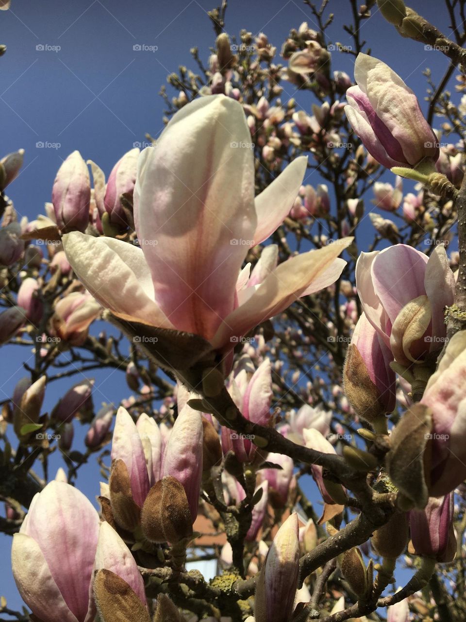 Magnolia in bloom 