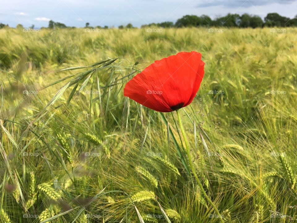 Lonesome Poppy in a field of wheat 🌾