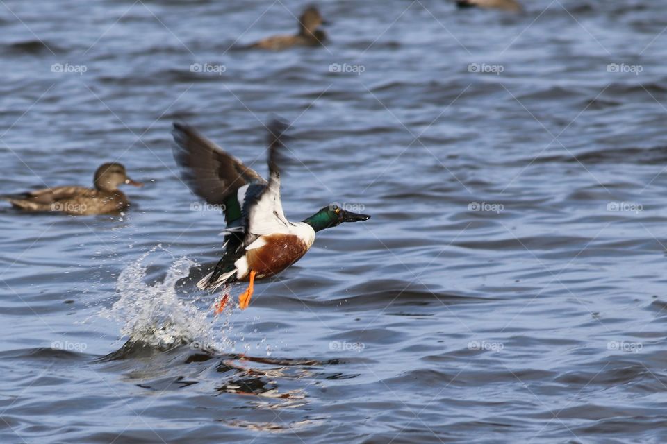 Northern shoveler duck takes flight