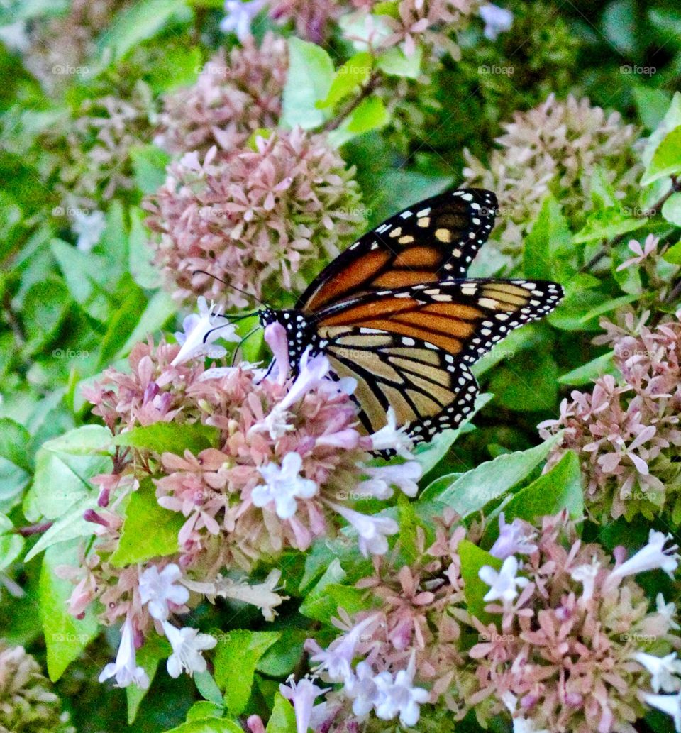 Butterfly and a cluster of pink flowers 💐