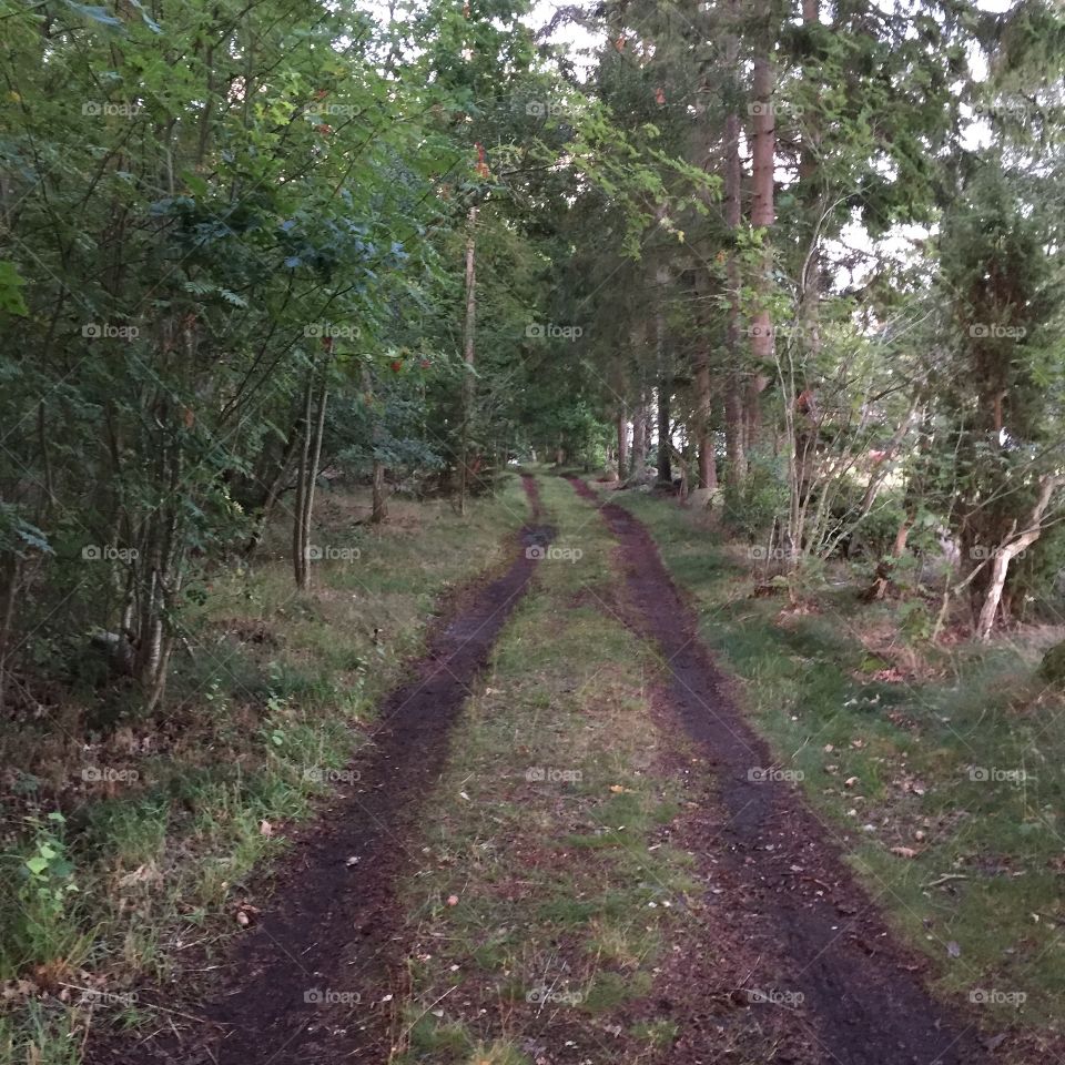 Catched during a walk at Möreleden in Sweden 