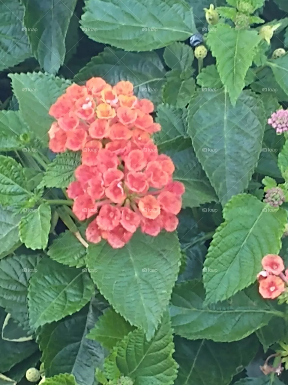 A little flower in a sea of green