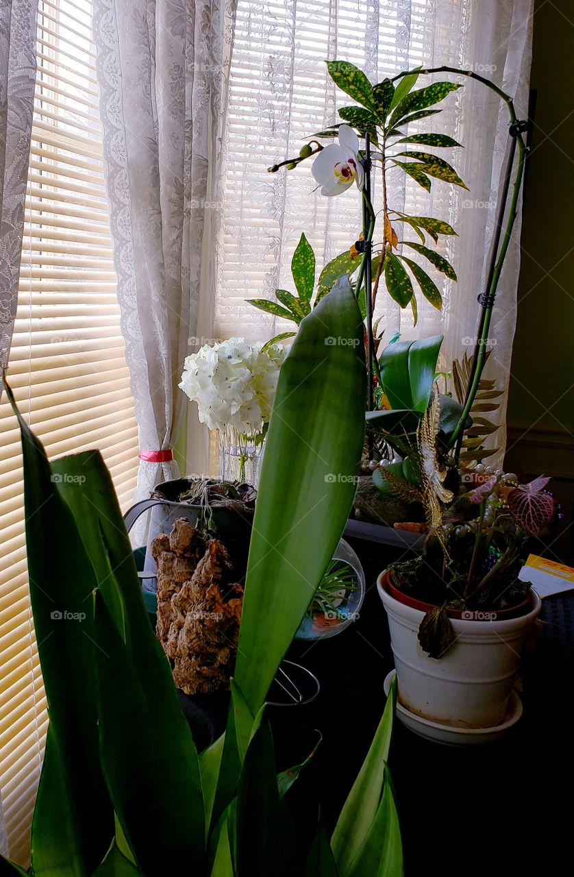 my beautiful plants! orchid flowers are my favorite.