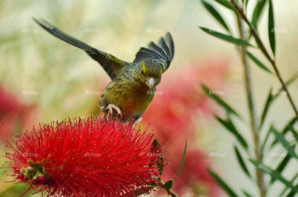 Close-up of bird perching on flower