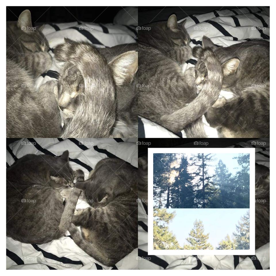 Kittens view outside if they weren't sleeping.