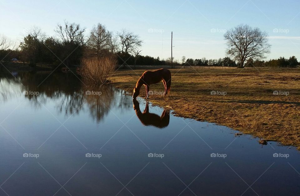 Drinking Horse