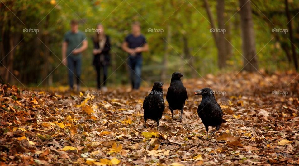 3 Crows