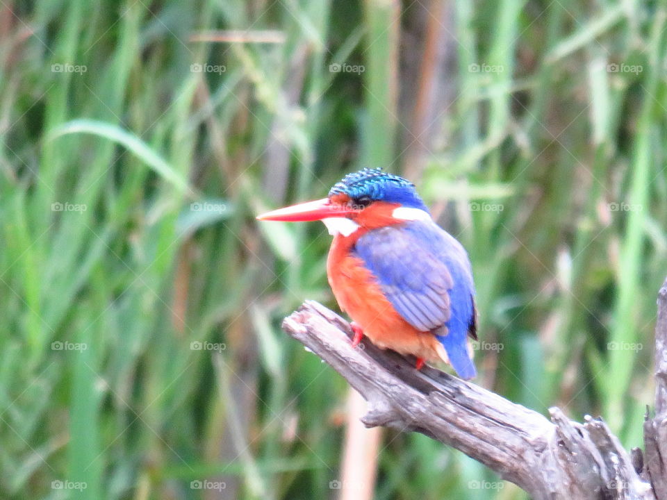This is a malakite kingfisher which was taken at the panic lake hide in the Skukuza region of the Kruger national Park in South Africa
